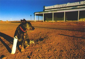 Australian Cattle Dog